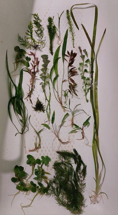 Папороті,анубіаси,рослини