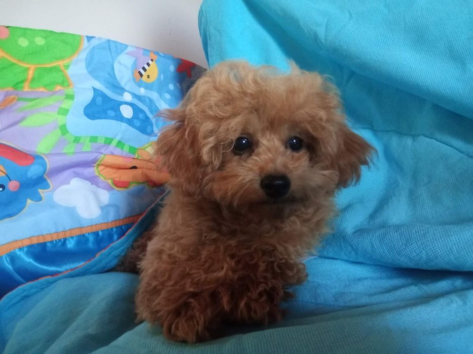 Maltipoo pieski.