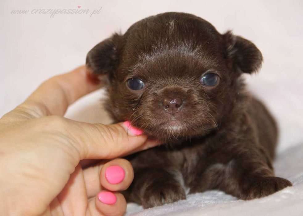 Mini piesek chihuahua czekoladowy długowłosy CHOCOLINO Crazy Passion FCI
