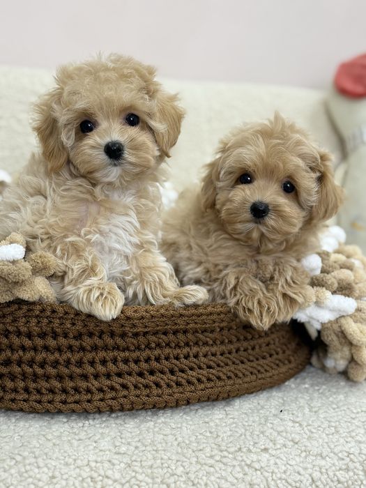 Очаровательные детки Мальтипу !!!