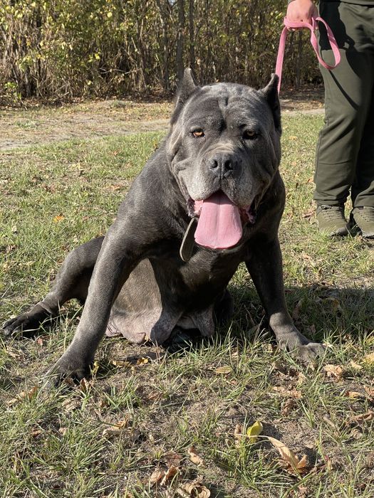 Цуценята Кане корсо