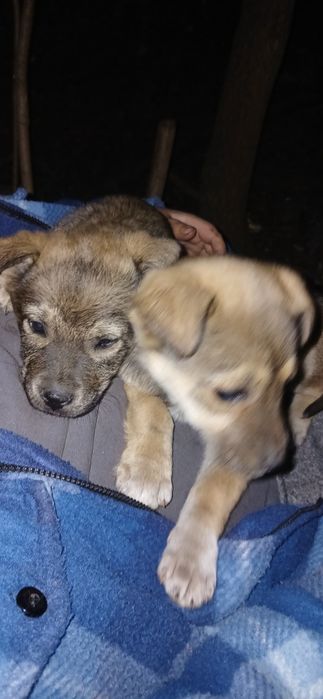 Одадим щенят 2 девочки