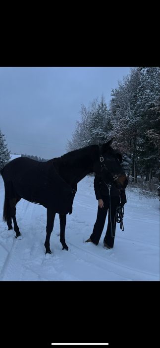 Sprzedam  klacz do towarzystwa/hodowli/lekkich jazd