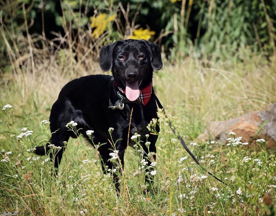 Roczny i aktywny Blaki szuka domu