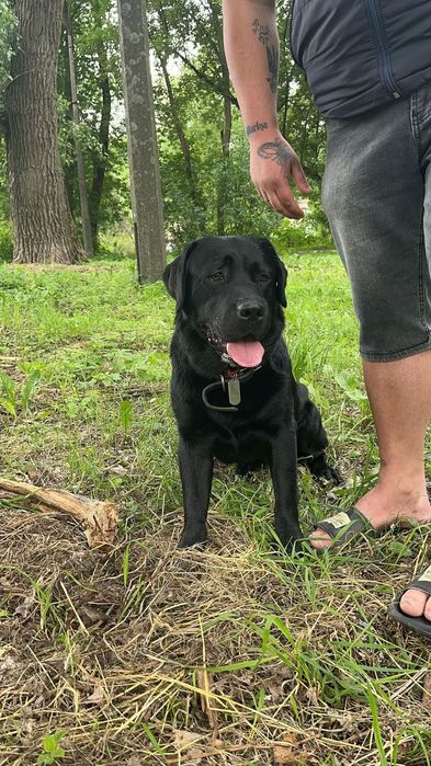 Лабрадор хлопчик для в'язки