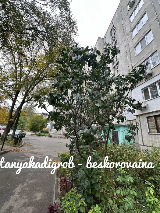 Продаж 3 кімн. квартири у самому центрі міста Вишневе