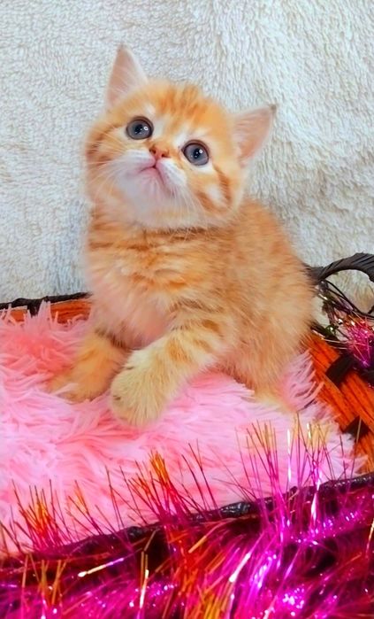 Дівчинка очаровашка Золота шиншила таббі шотландочка