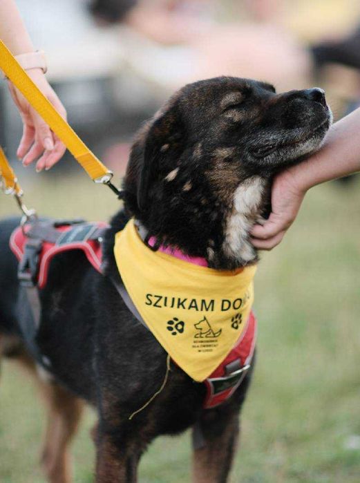 Młody Skubi czeka na dom