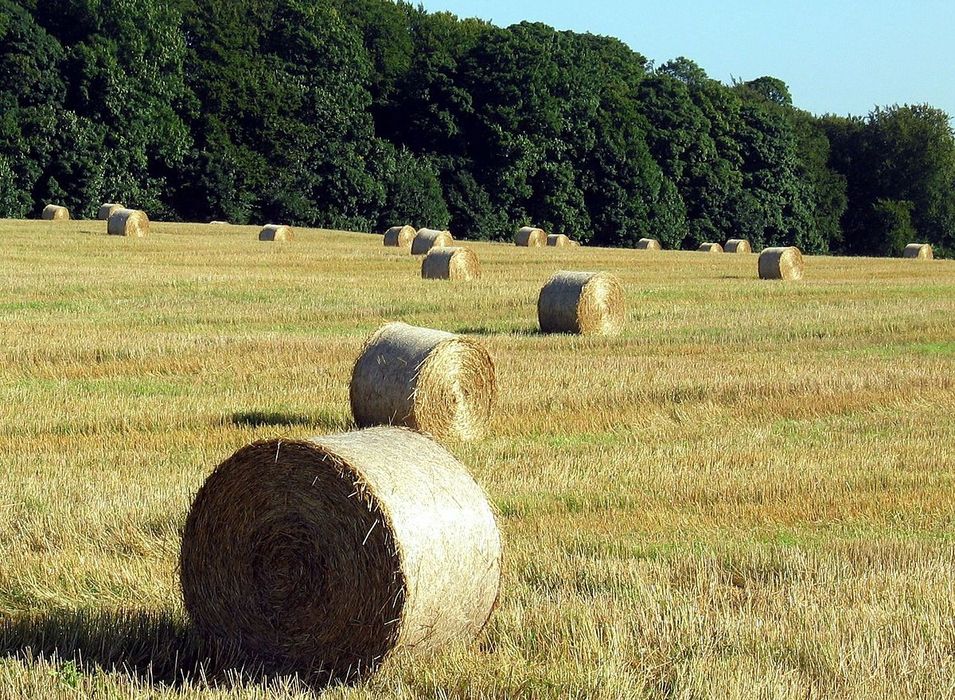 Солома пшенична в тюках.
