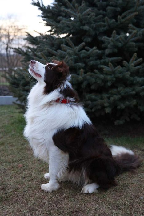 Border collie. Szczeniak. Badania