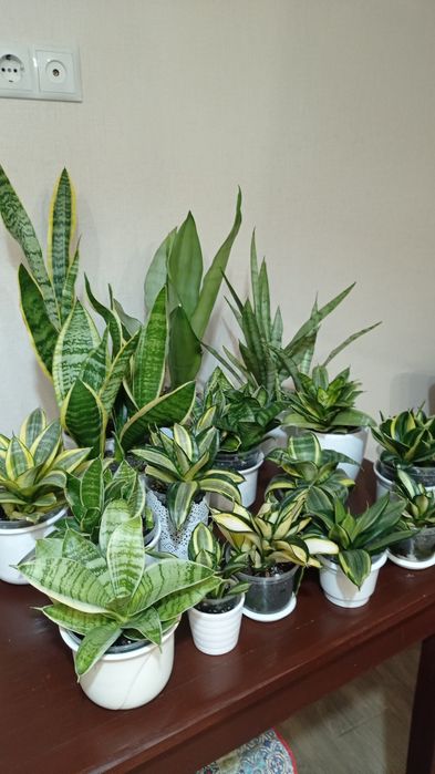 Сансевієрії колекційні  Ханні  і інші сорти, Цеоліт( 3-5 мм)