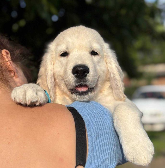 Цуценята голден ретрівера