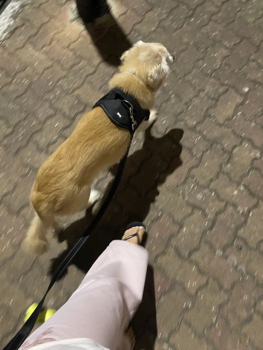 Petsitting 16€ - 24h