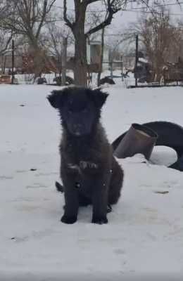 щенки три месяца. привезу
