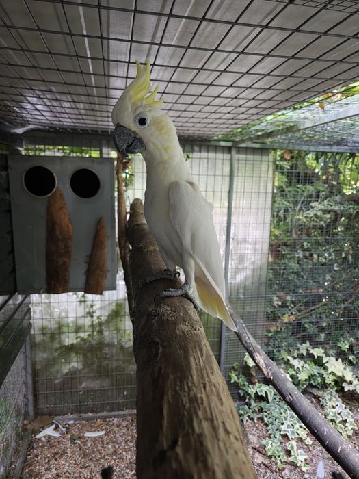 Cacatua Sulphurea