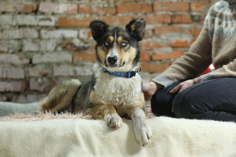 Młodziutki Vito do adopcji!