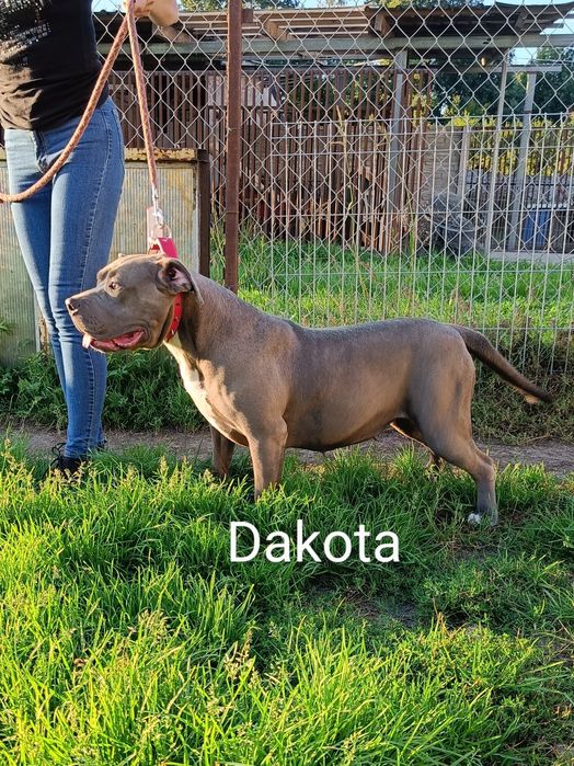 America Bully xl suczka