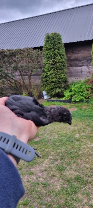 Ayam cemani - kurczaki oraz jaja lęgowe