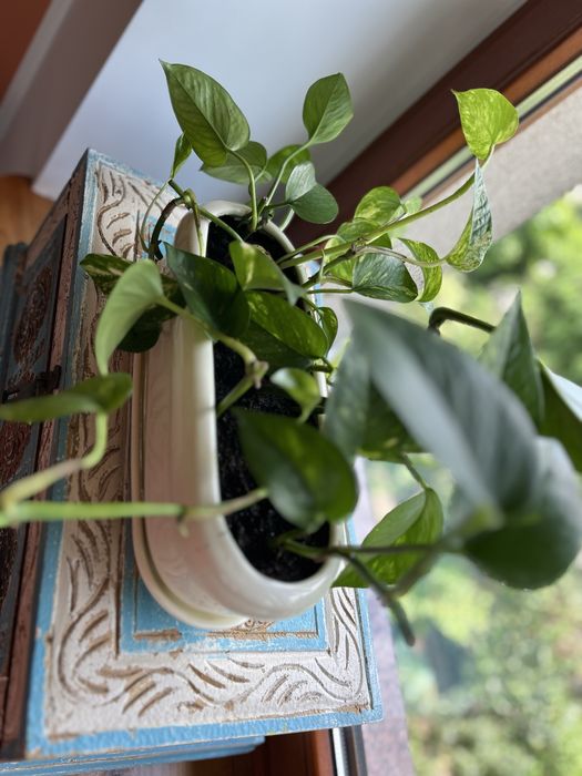 Epipremnum z kremową podłużną doniczką