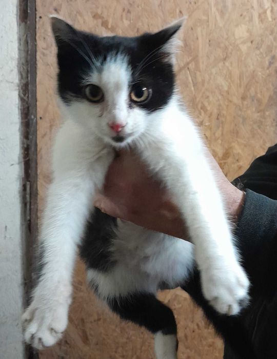 Oddam kota w dobre ręce