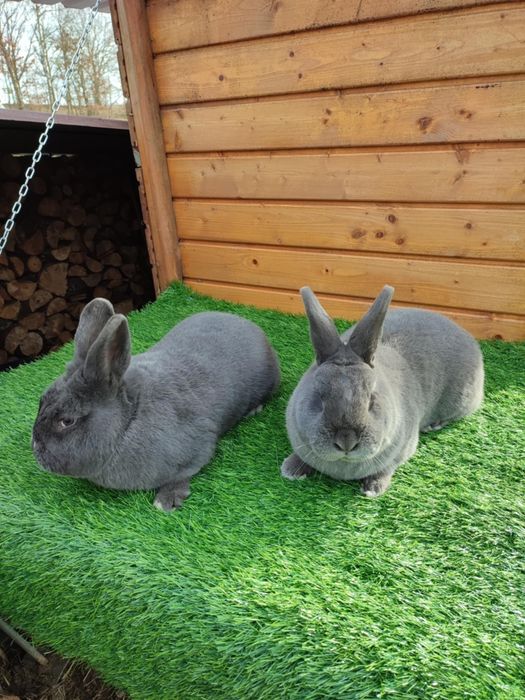 Wiedeński niebieski z rodowodem