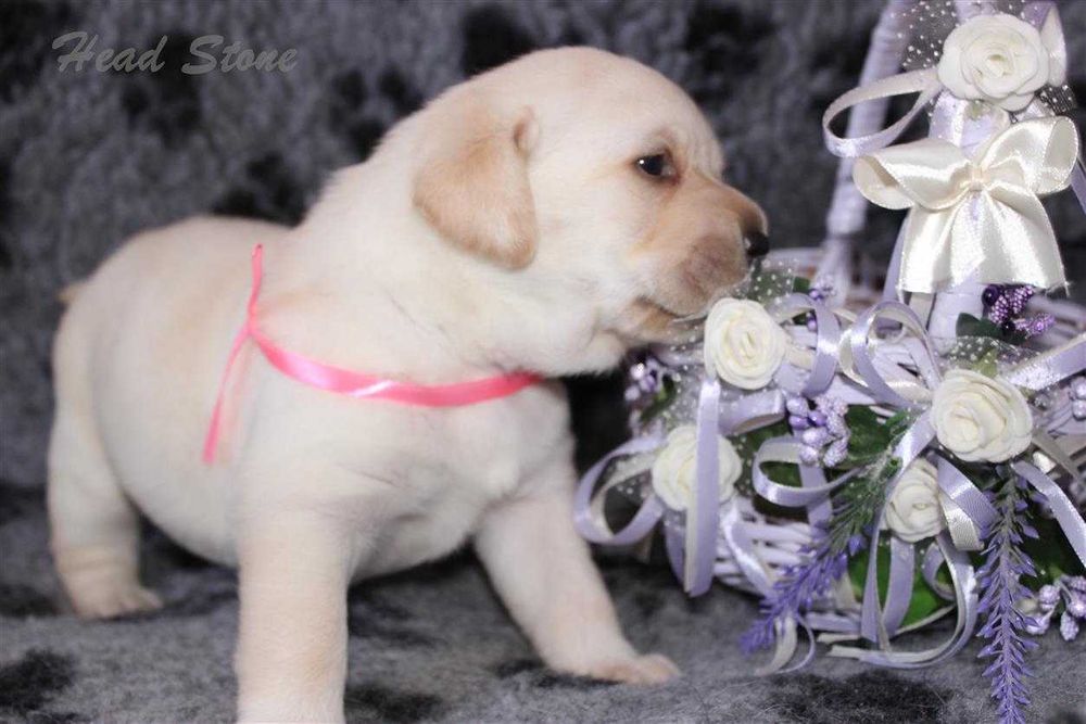 Лабрадор ретривер