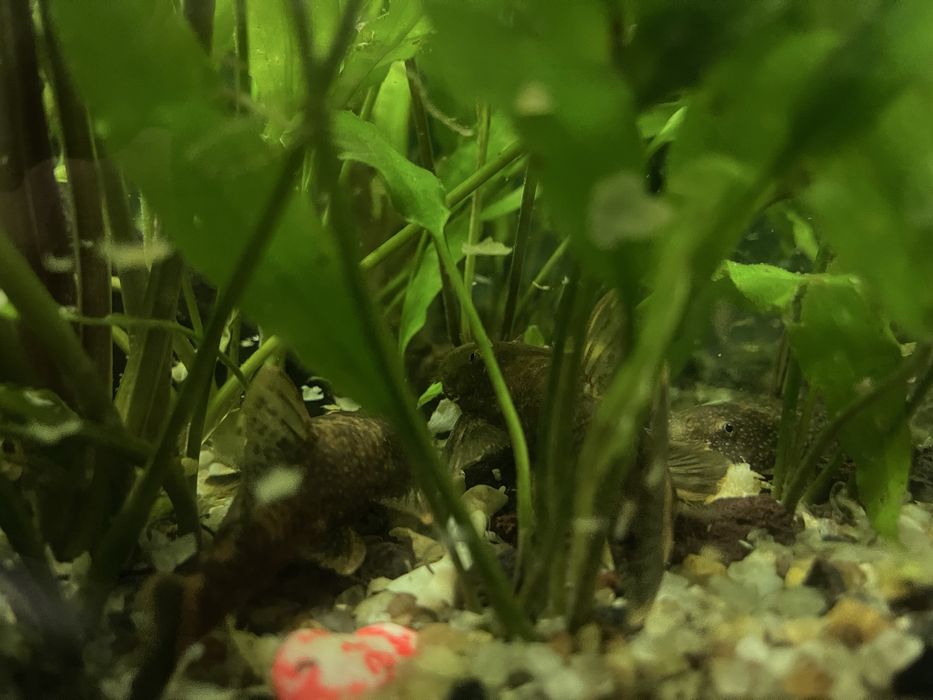 Взрослые анциструс