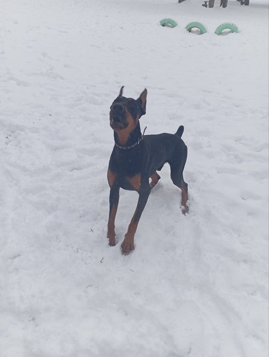 Доберман Для В'язки