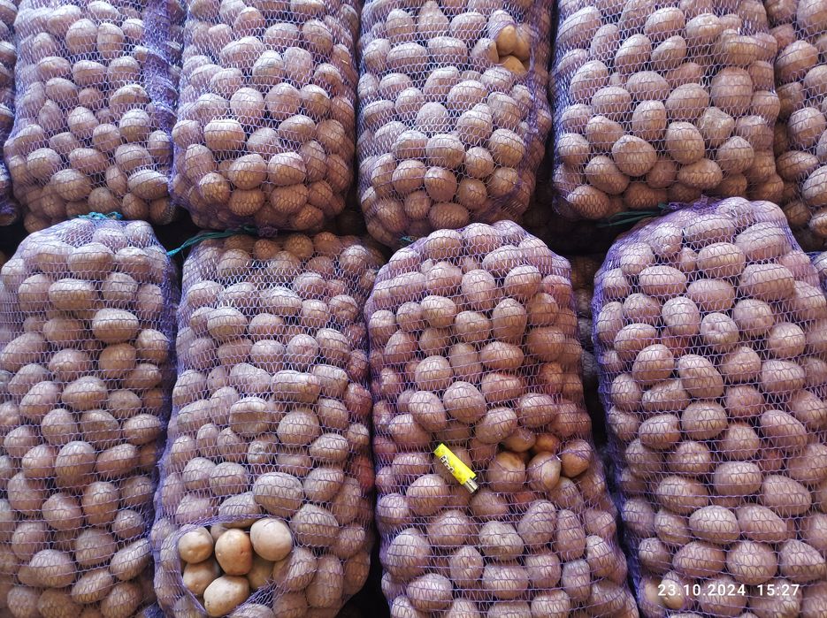 Продам картоплю  Ривєра,ультра раня Саншайн 40 денка,Коломбо, Белароса