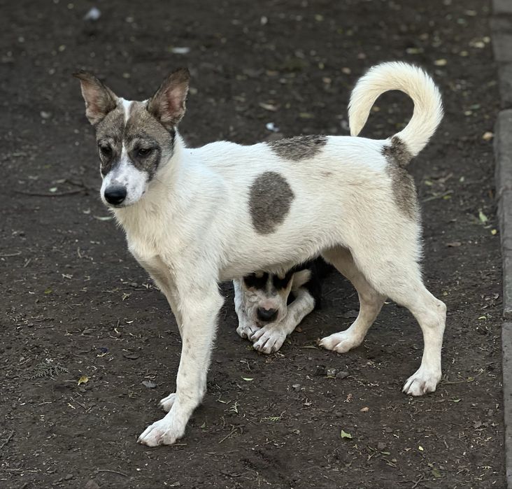 Щенок девочка Бровка