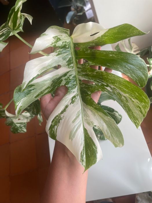 Monstera deliciosa variegata