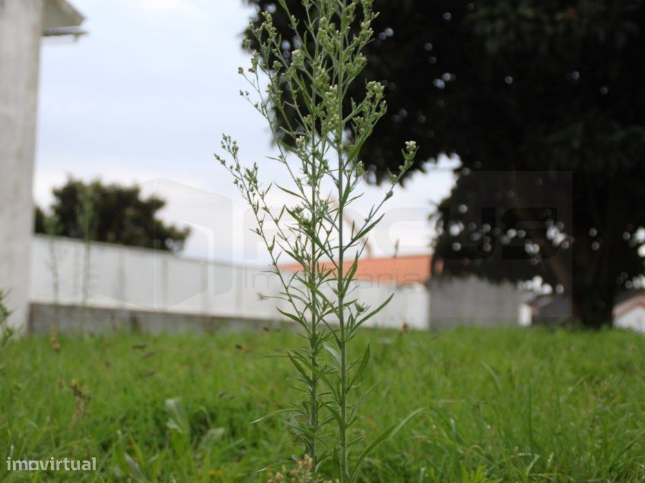 Terreno para venda junto á Escola Secundaria de Estarreja