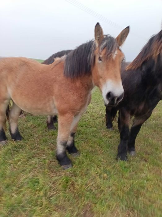 Klacz 2 lata Arden Polski