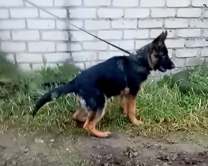 Яркая сука три месяца из питомника.