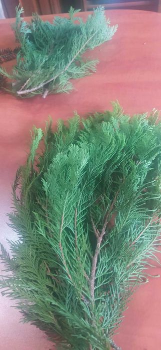 Gałęzie stroisz. 10 kg. (tuja, cyprys, jałowiec, sosna)