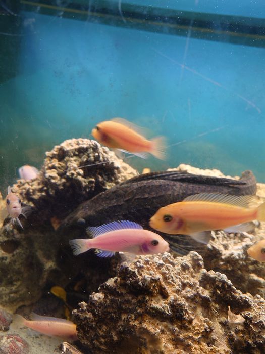 Glonojad zbrojniki 45cm