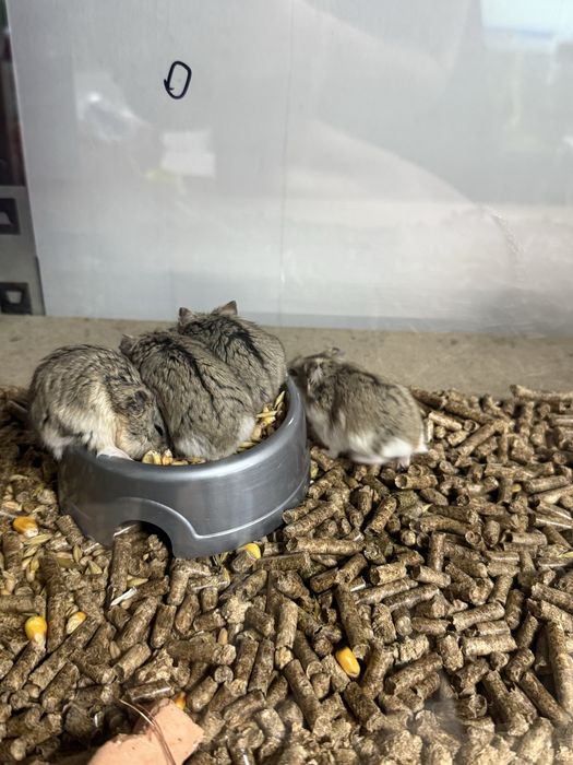 Хомяки хлопчики та дівчатка