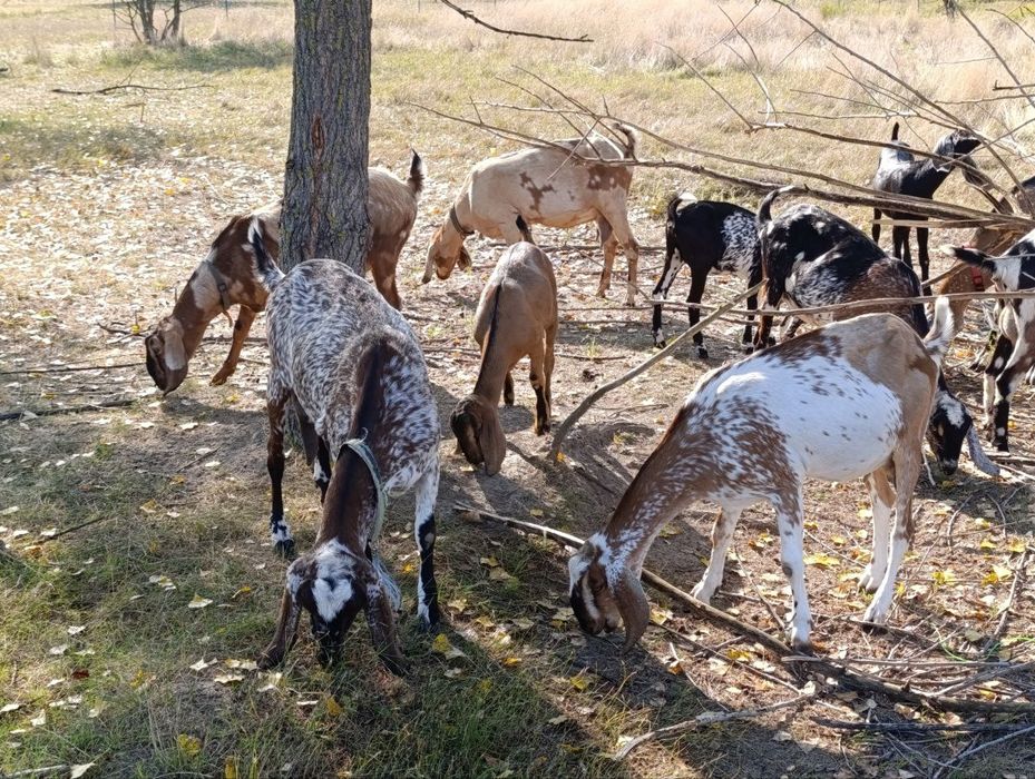 100% англо-нубійські кози