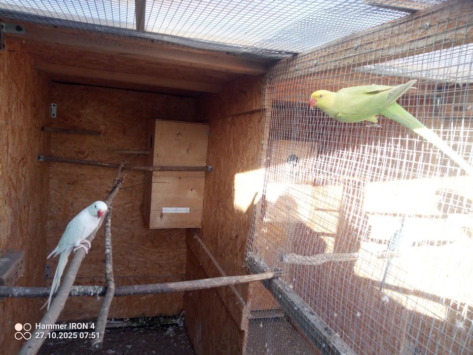 Sprzedam Aleksandretty