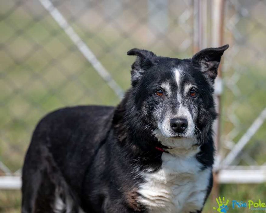 Uroczy grzeczny CASANOVA