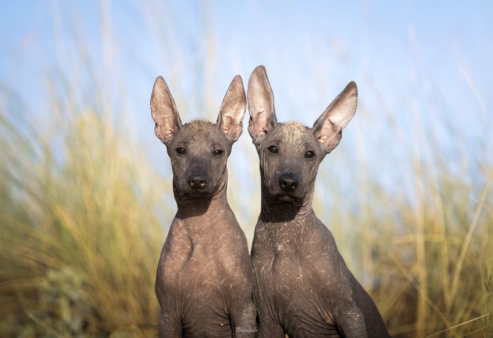 Lyborius Legacy - Cão Sem Pelo do Mexico