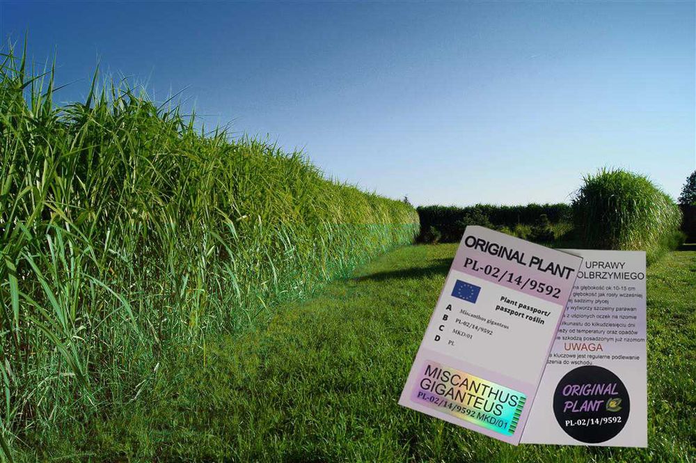 Miskant Olbrzymi Giganteus na żywopłot -Donice 3L   XXL Oryginalne !!!