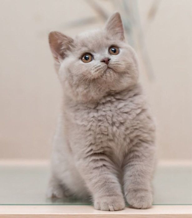 Лиловые котята! С документами!