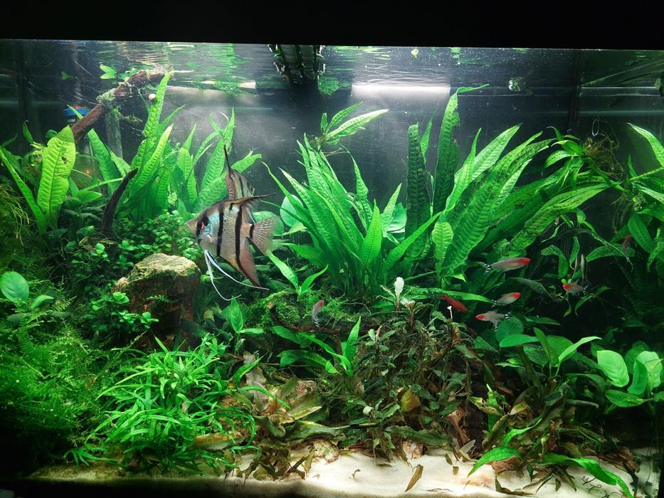 plantas aquário de fácil manutenção