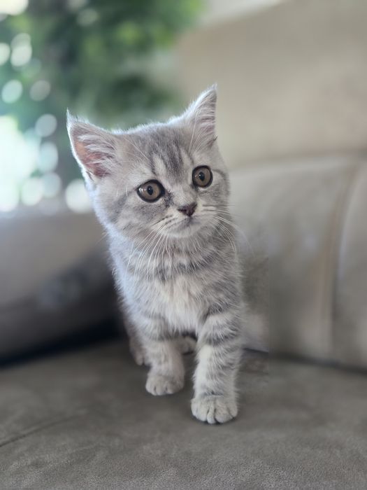Gatinha Scottish Straight, Silver Tabby