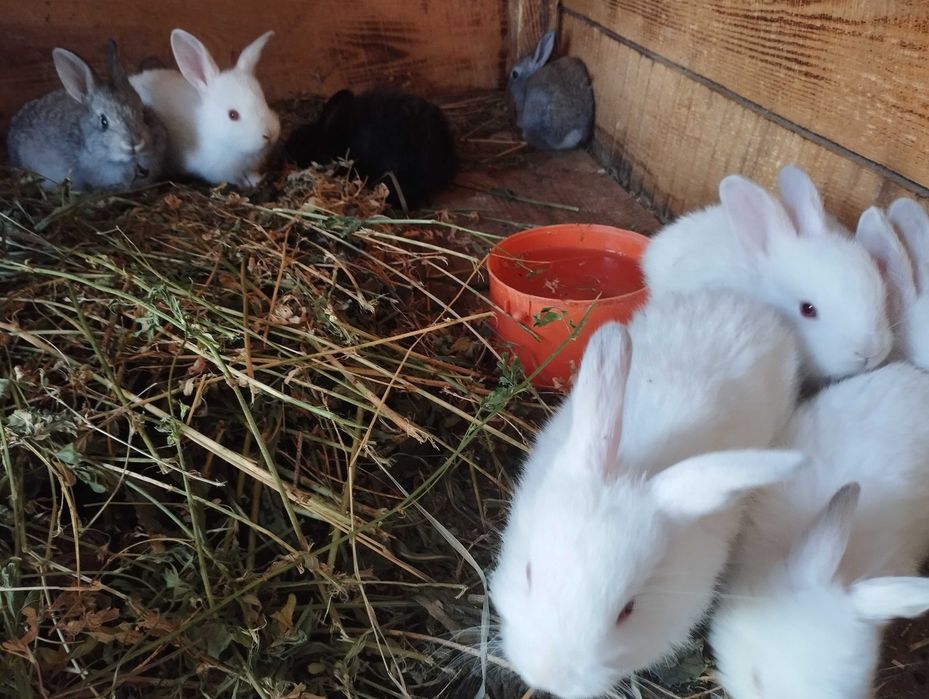 Кролі вік місяць