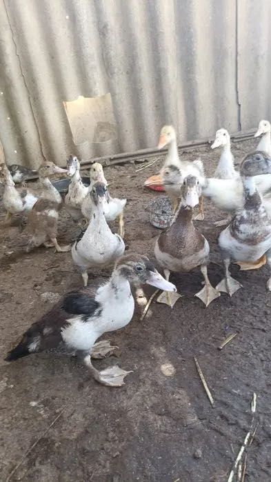 Продам домашних индоутят