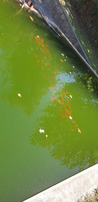 Vendo peixes  (AQUÁRIO/LAGO )