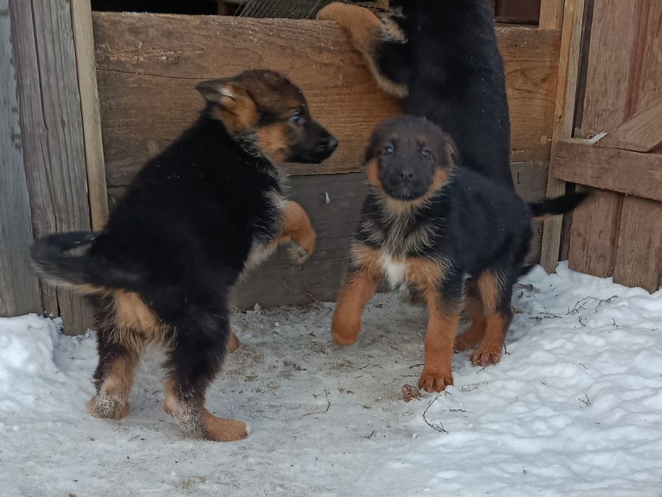 Szczeniak owczarek niemiecki