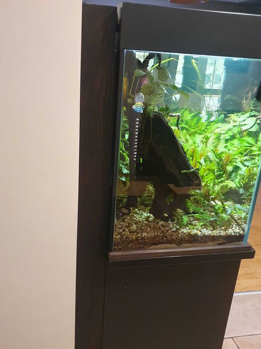 akwarium z pokrywą, komodą i pełnym wyposażeniem, bardzo dobry stan